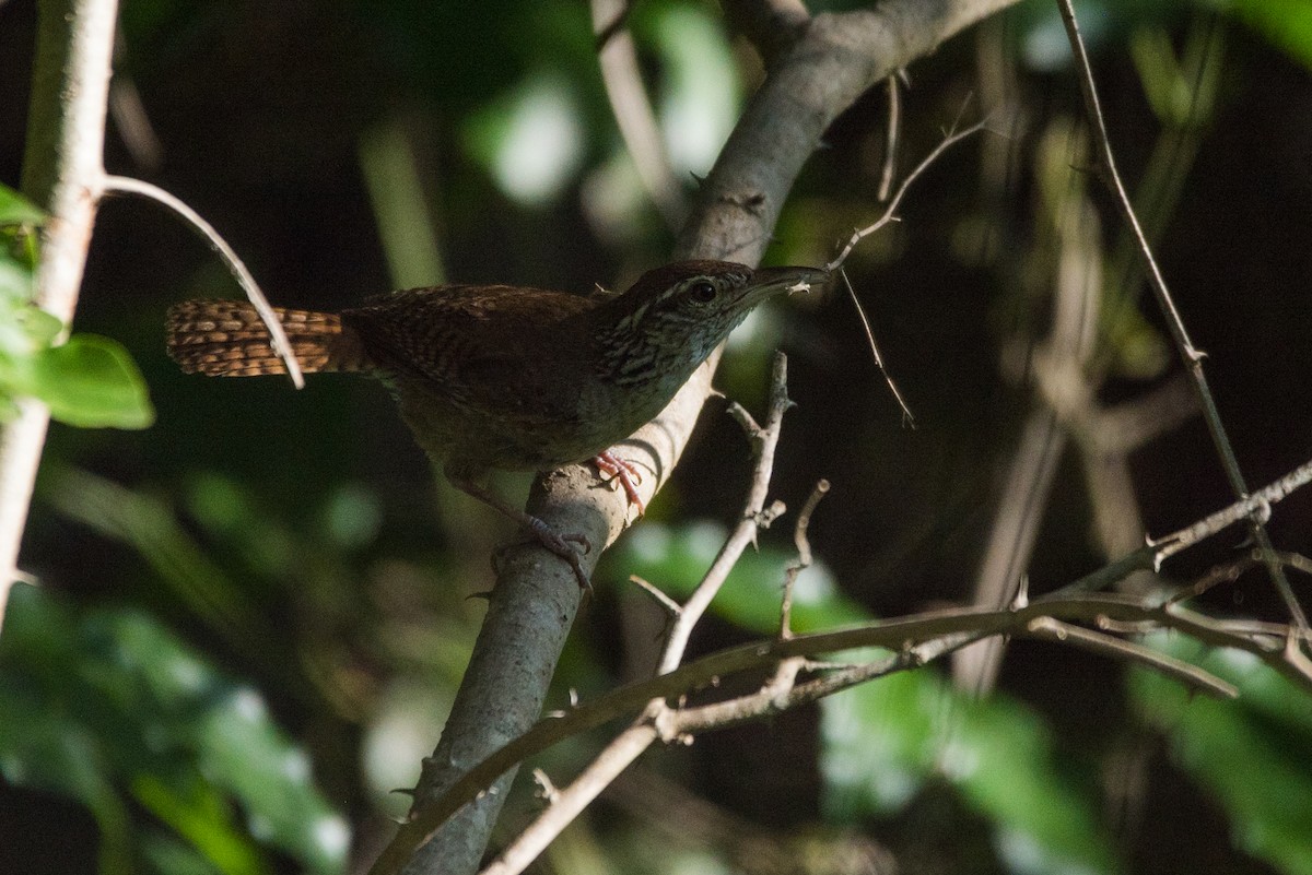 Sinaloa Wren - ML620590407