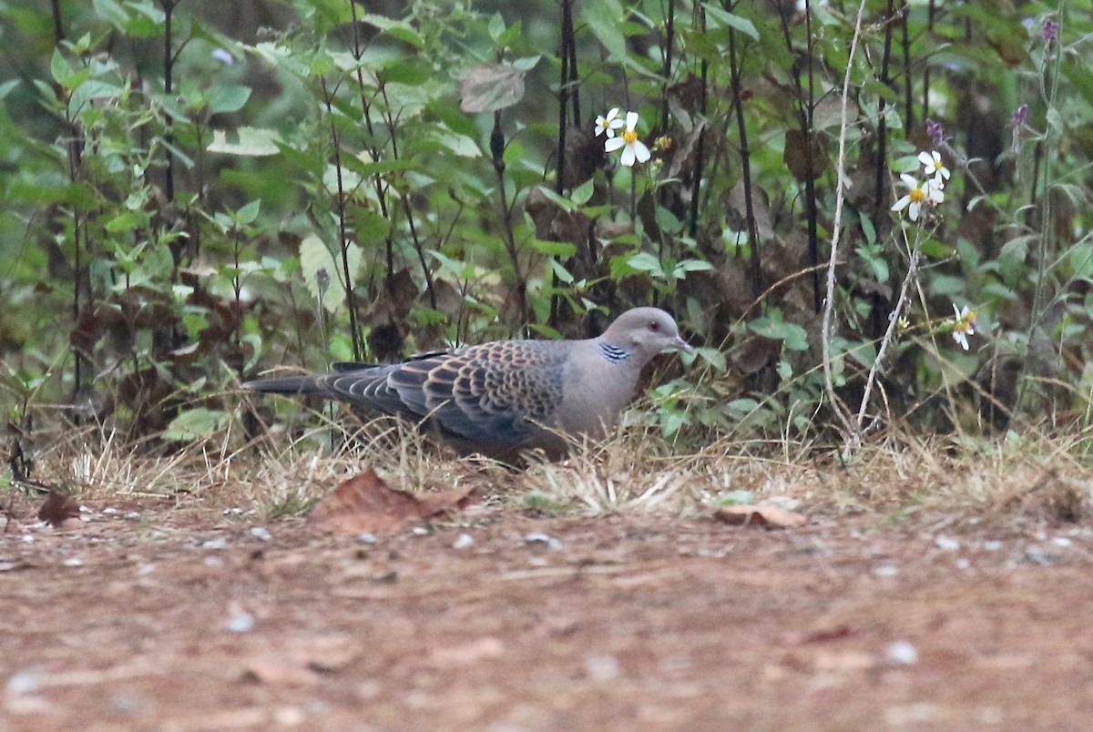 Oriental Turtle-Dove - ML620590408