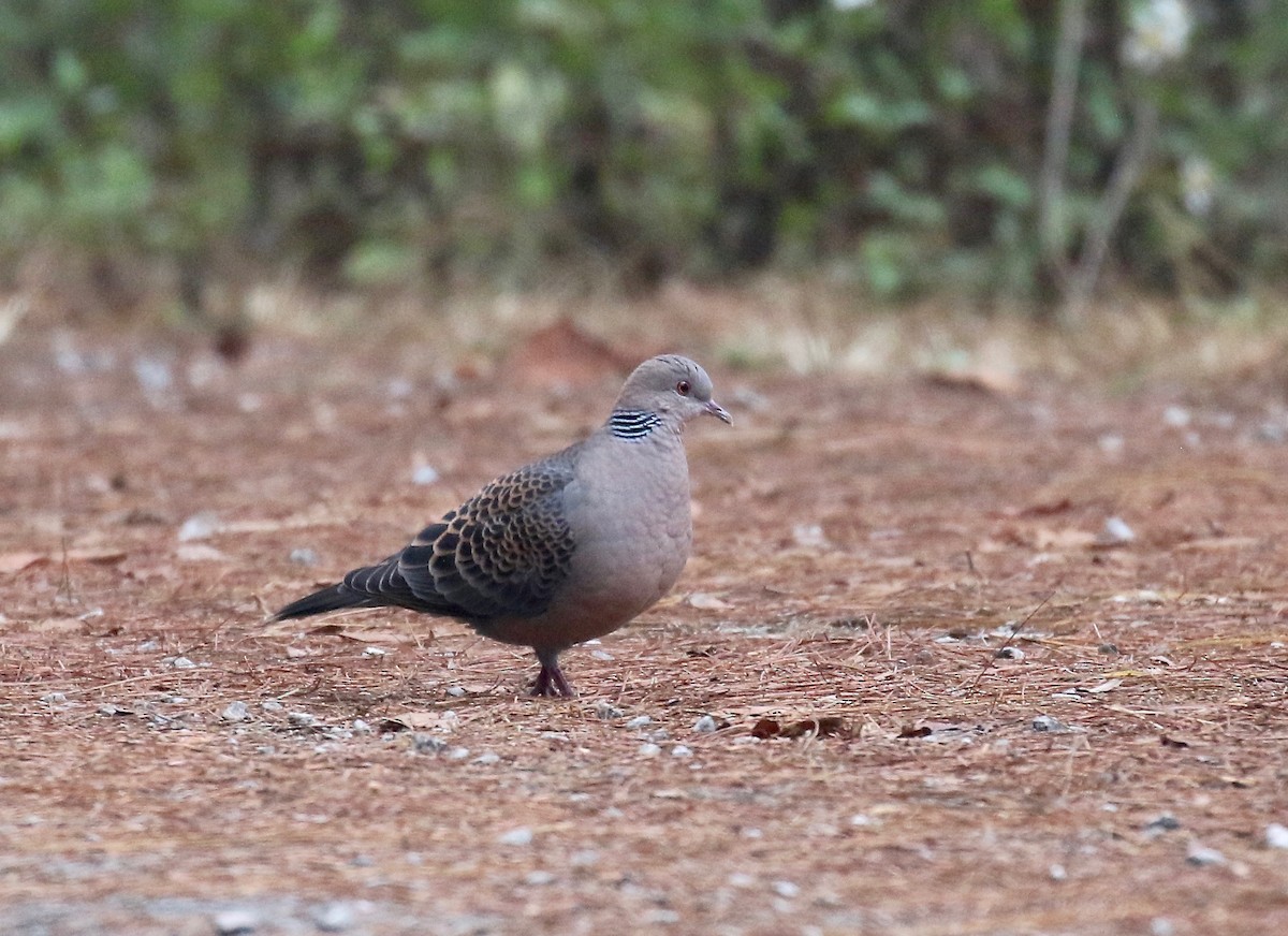 Oriental Turtle-Dove - ML620590410