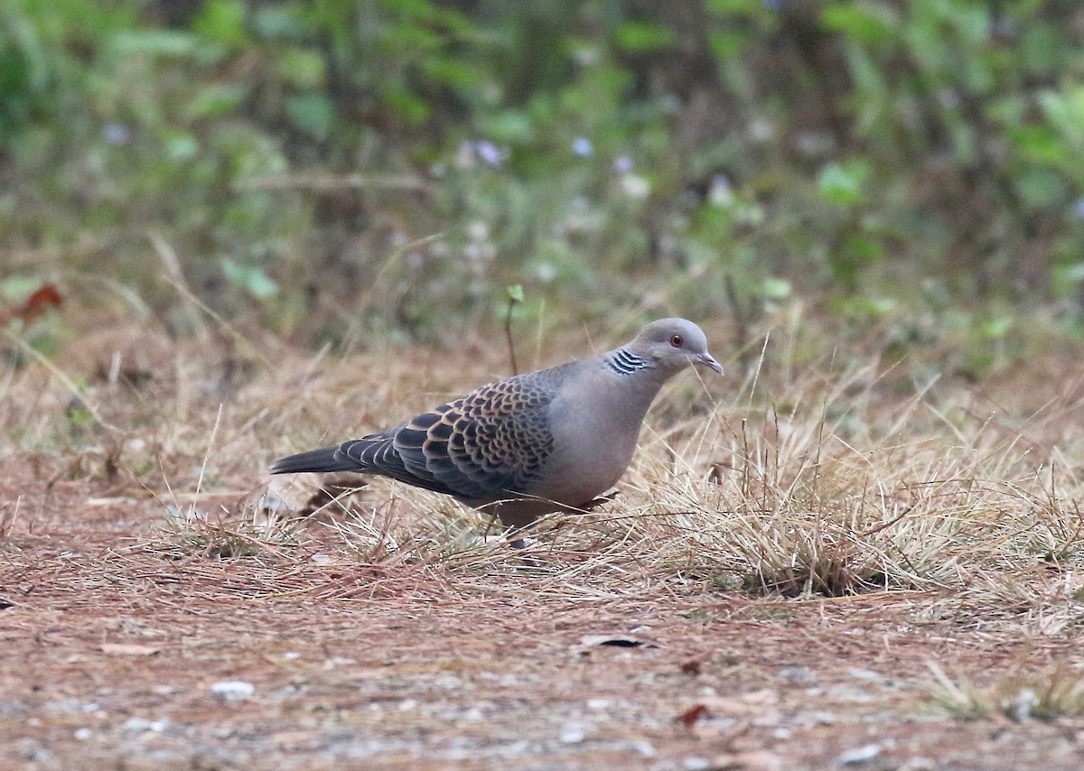 Oriental Turtle-Dove - ML620590411