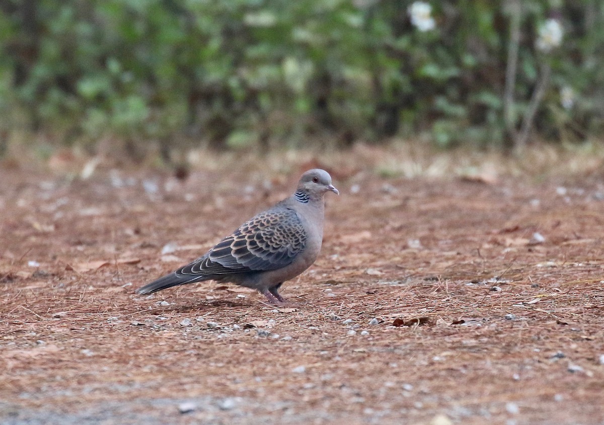 Oriental Turtle-Dove - ML620590412