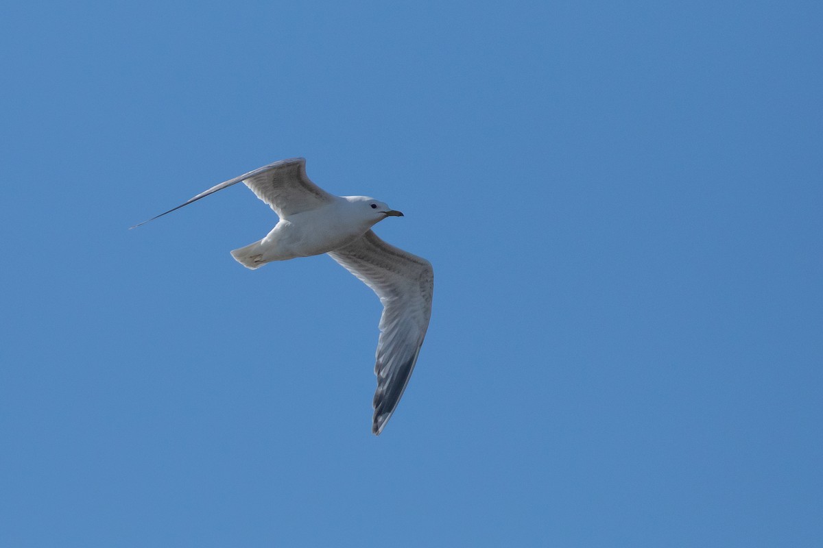 Short-billed Gull - ML620590414