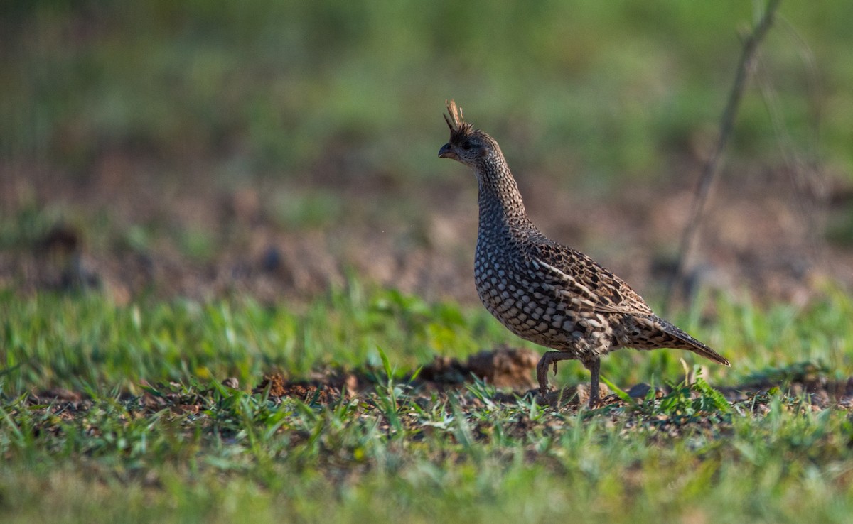 Elegant Quail - ML620590423