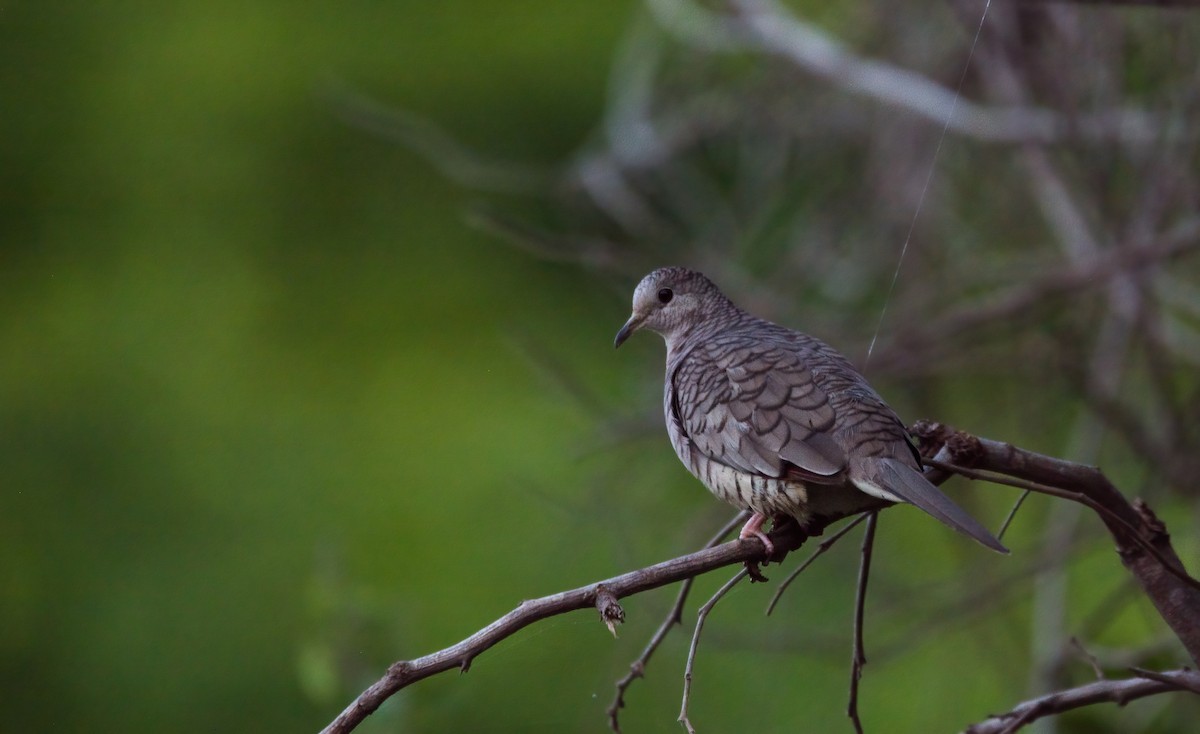 Inca Dove - ML620590430