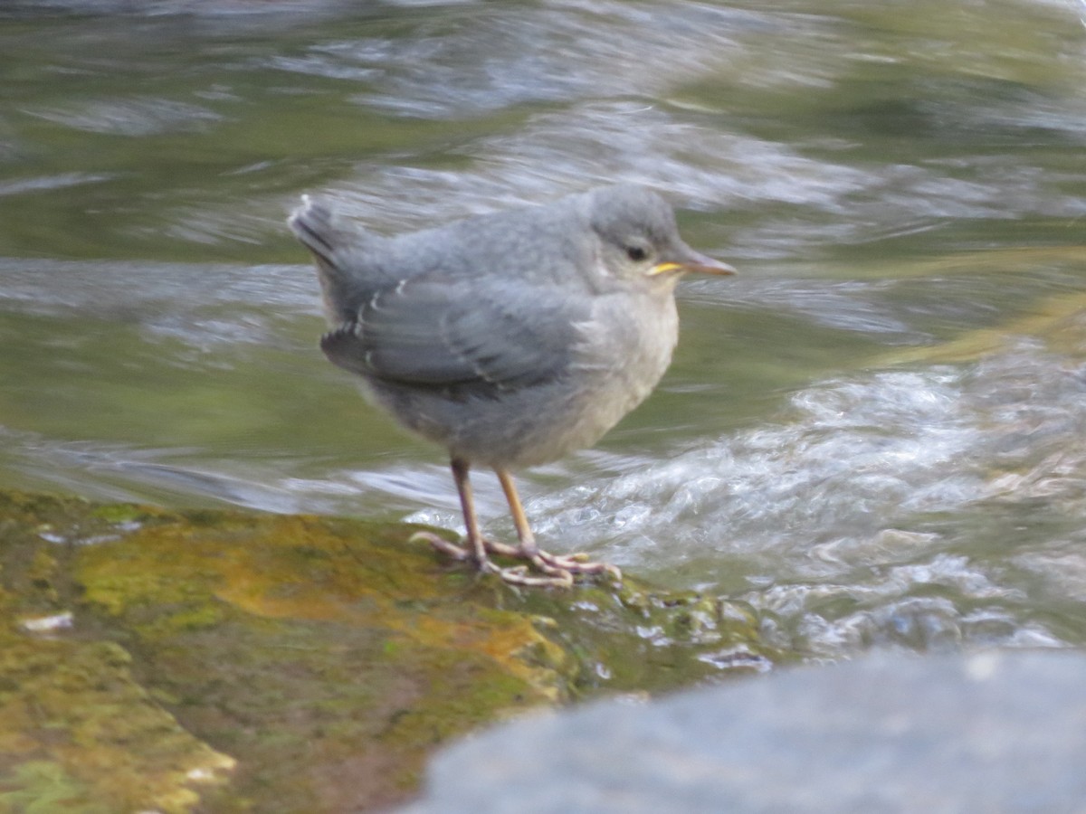 American Dipper - ML620590434