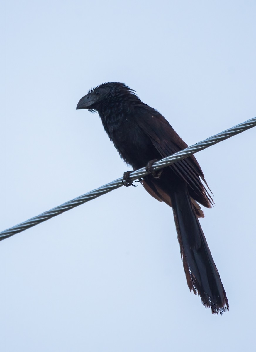 Groove-billed Ani - ML620590435