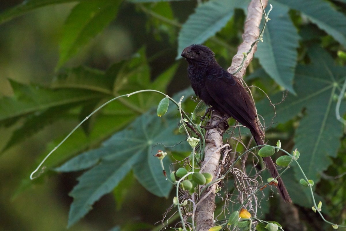 Groove-billed Ani - ML620590436