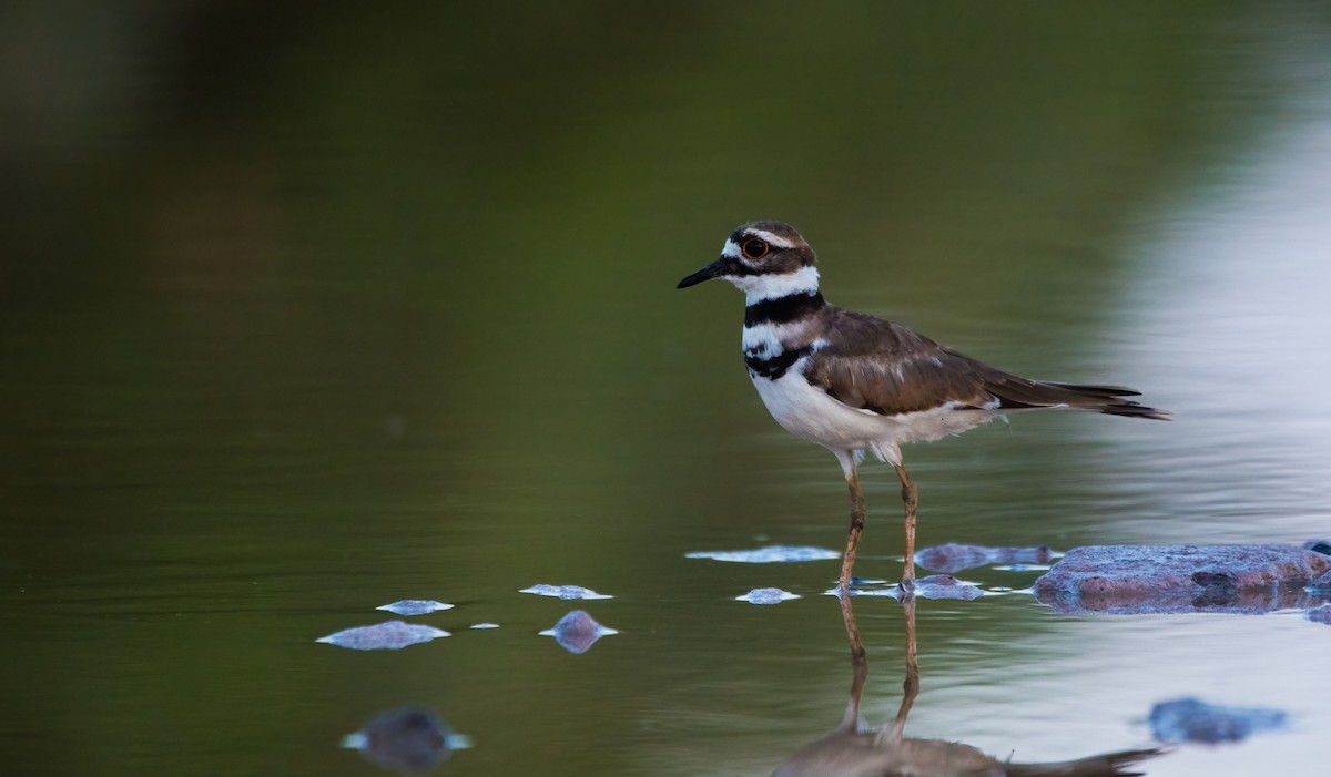 フタオビチドリ - ML620590438