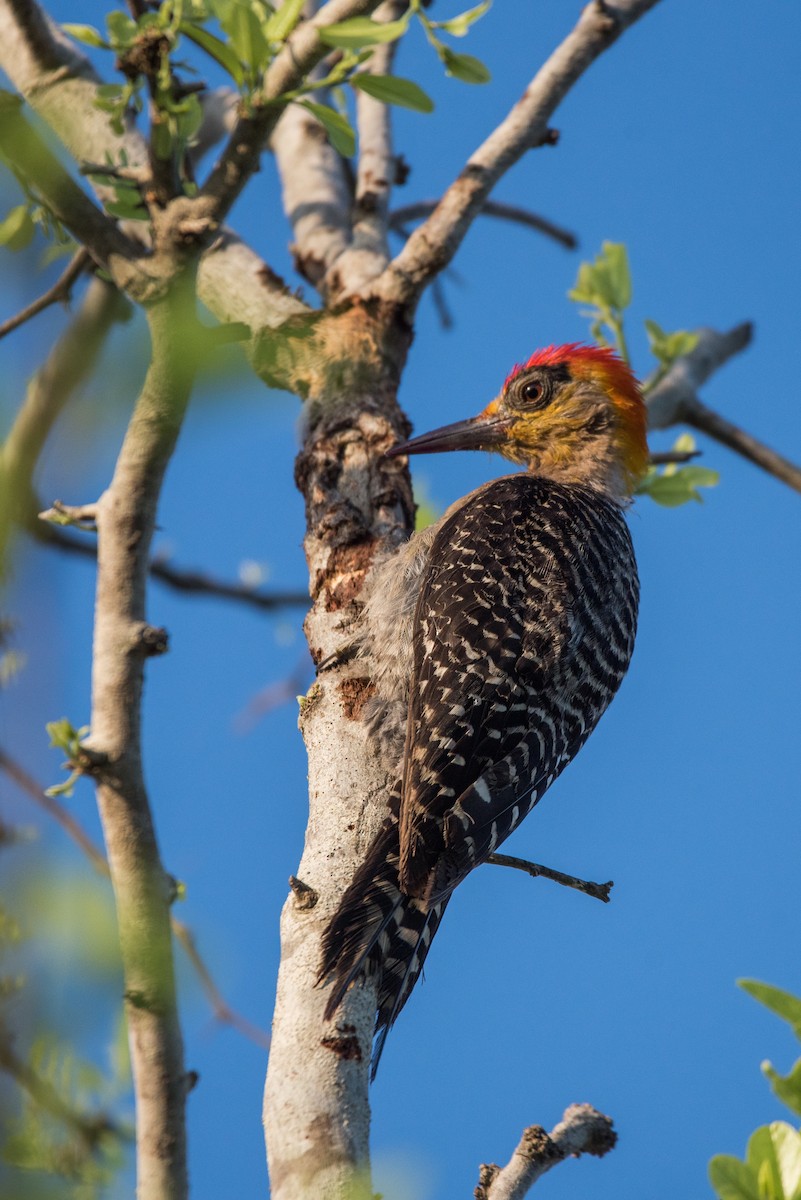 Golden-cheeked Woodpecker - ML620590454