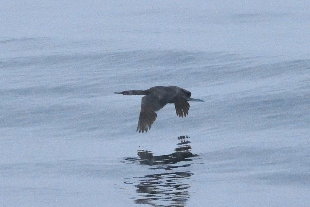 Cormorán Pelágico - ML620590456