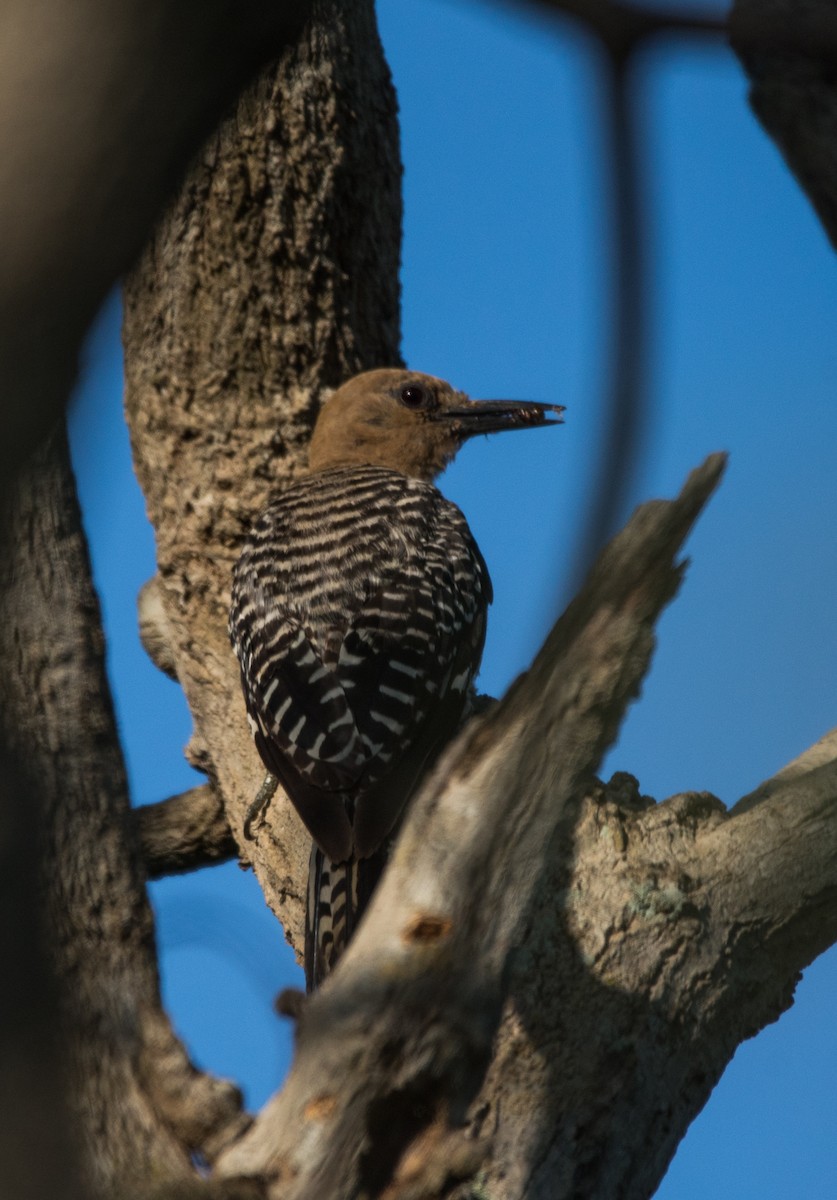 サバクシマセゲラ - ML620590458