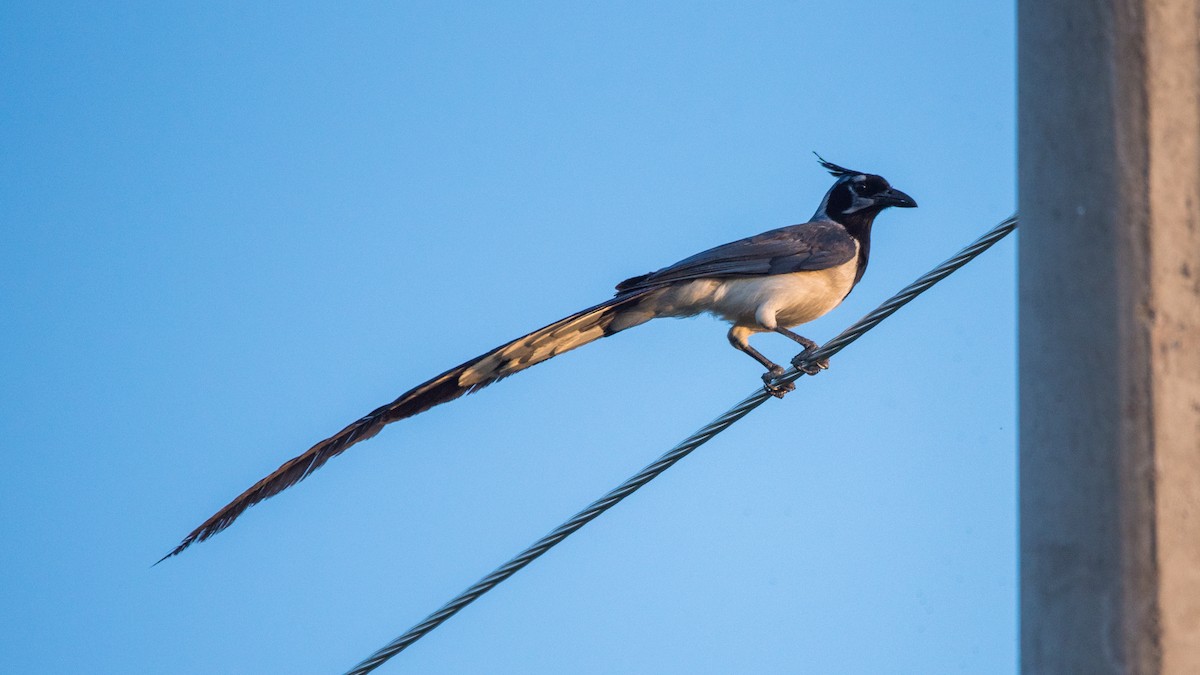 Black-throated Magpie-Jay - ML620590460