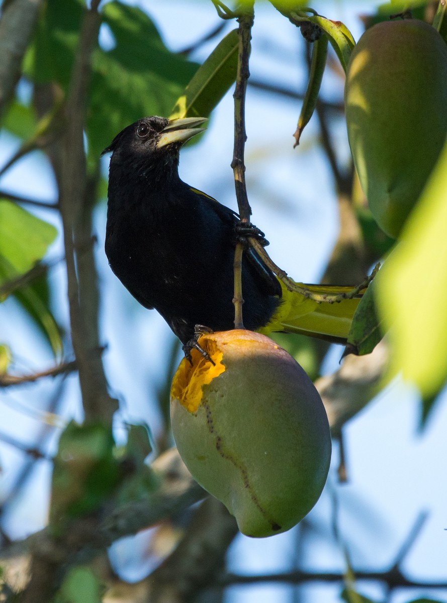 Yellow-winged Cacique - ML620590472