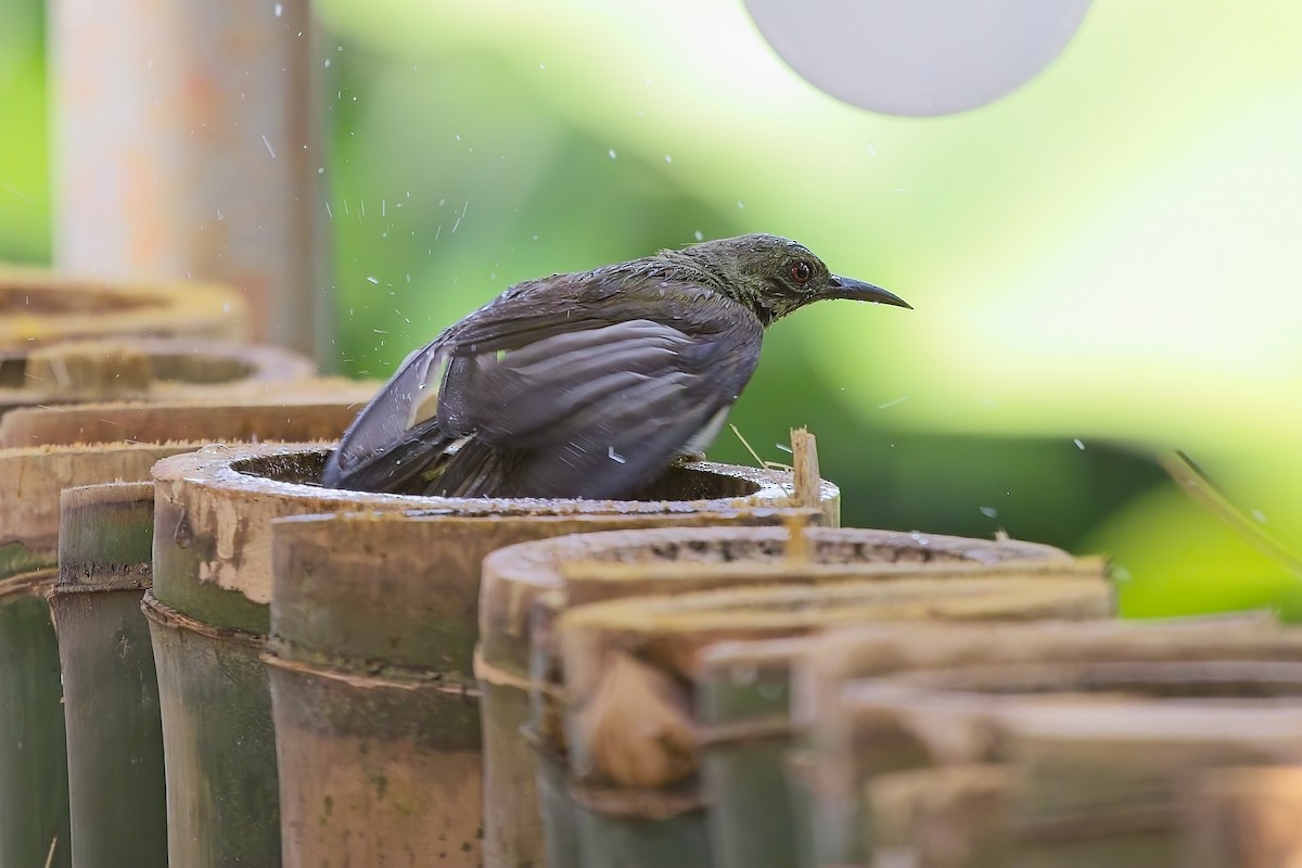 Brown-throated Sunbird - ML620590473