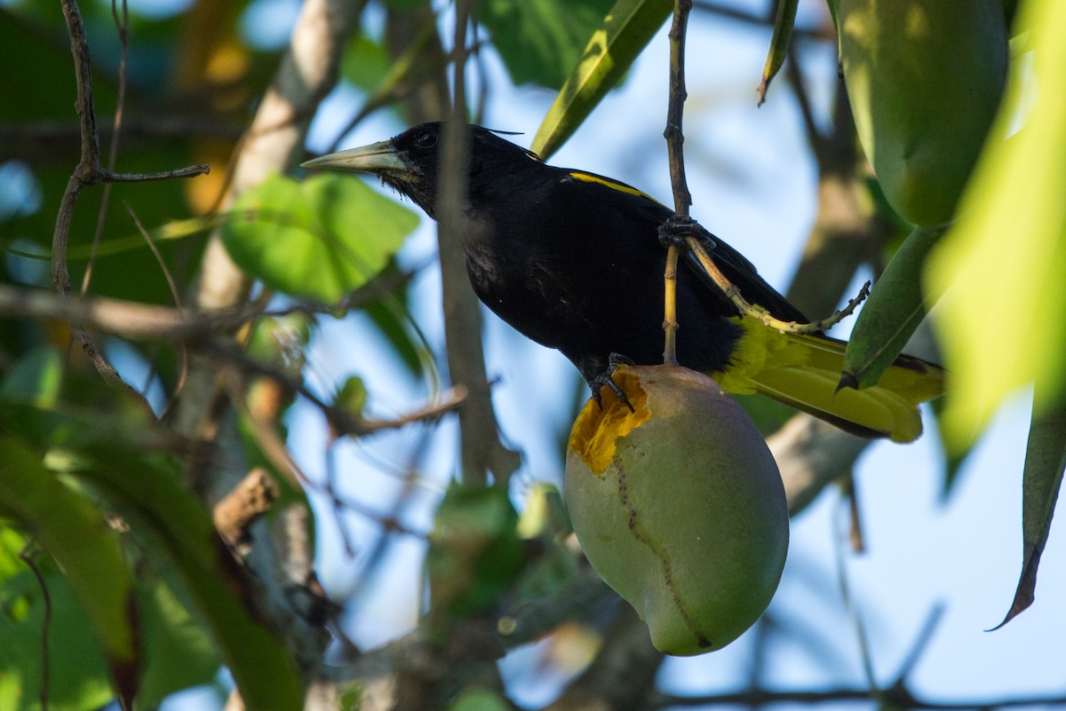 Yellow-winged Cacique - Kalee Vidana