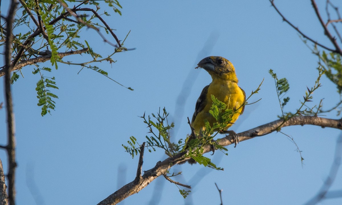 オウゴンイカル - ML620590475