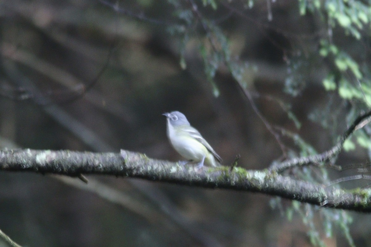 Blue-headed Vireo - ML620590478