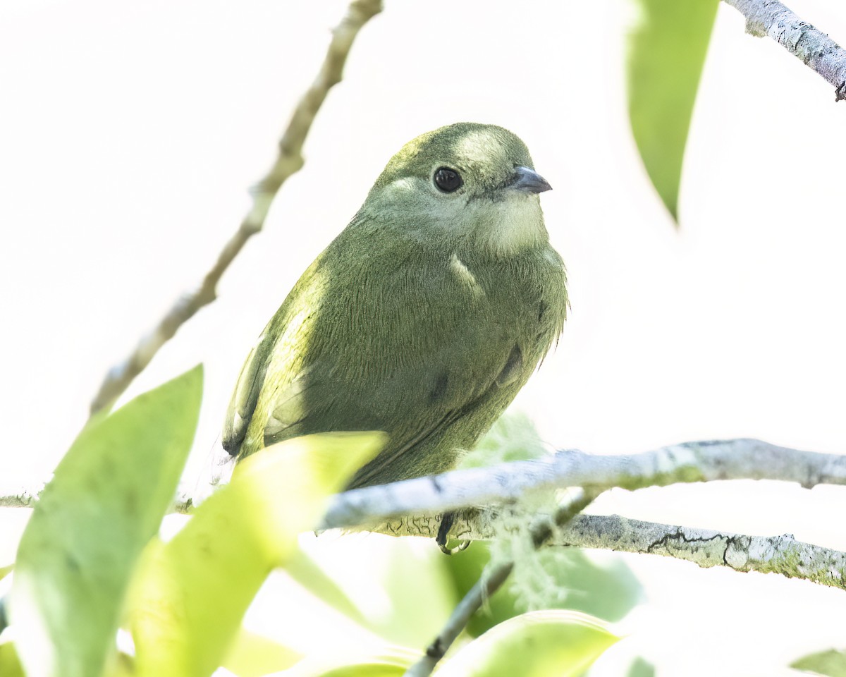 White-ruffed Manakin - ML620590480