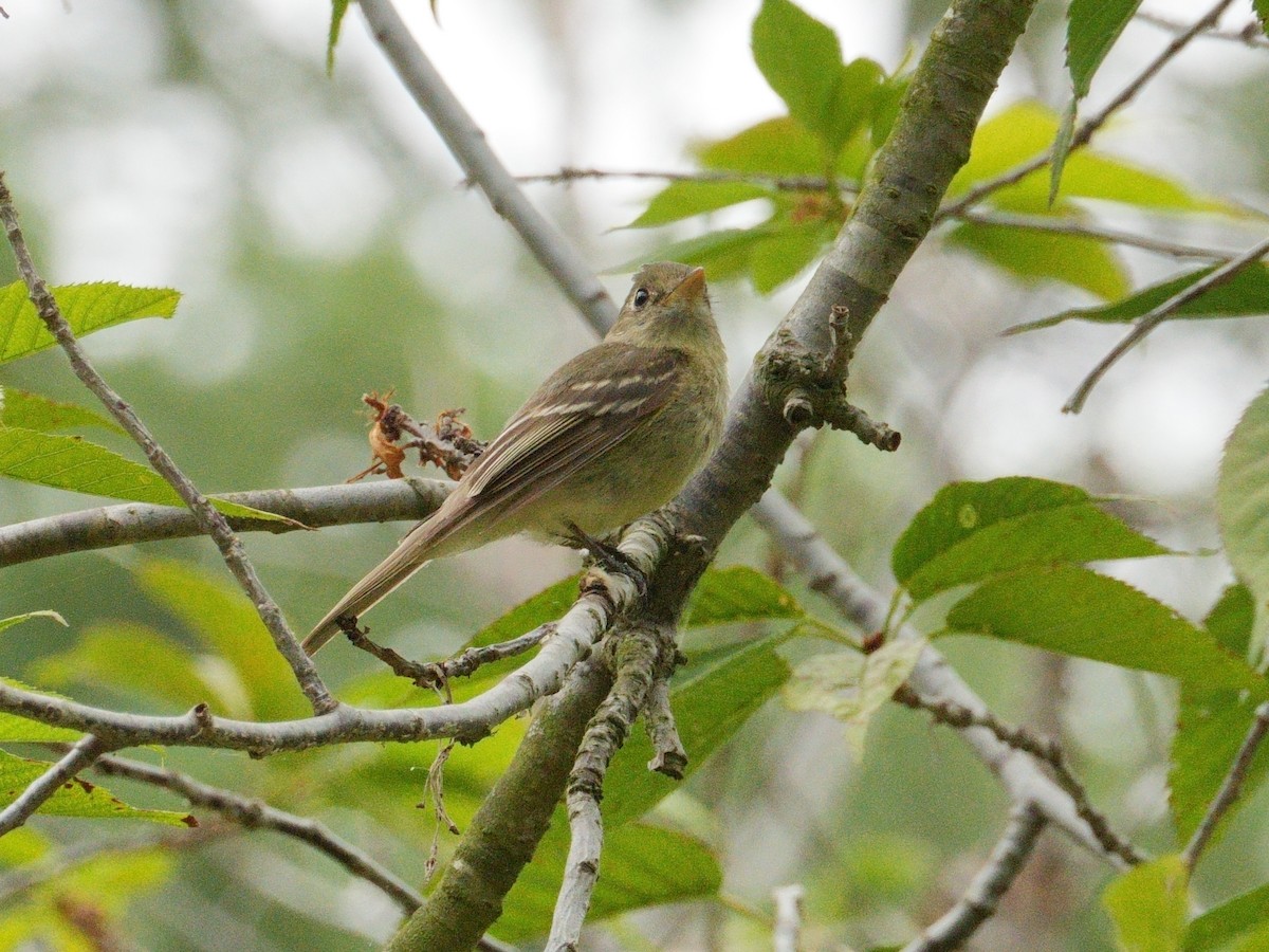 Western Flycatcher (Pacific-slope) - ML620590481