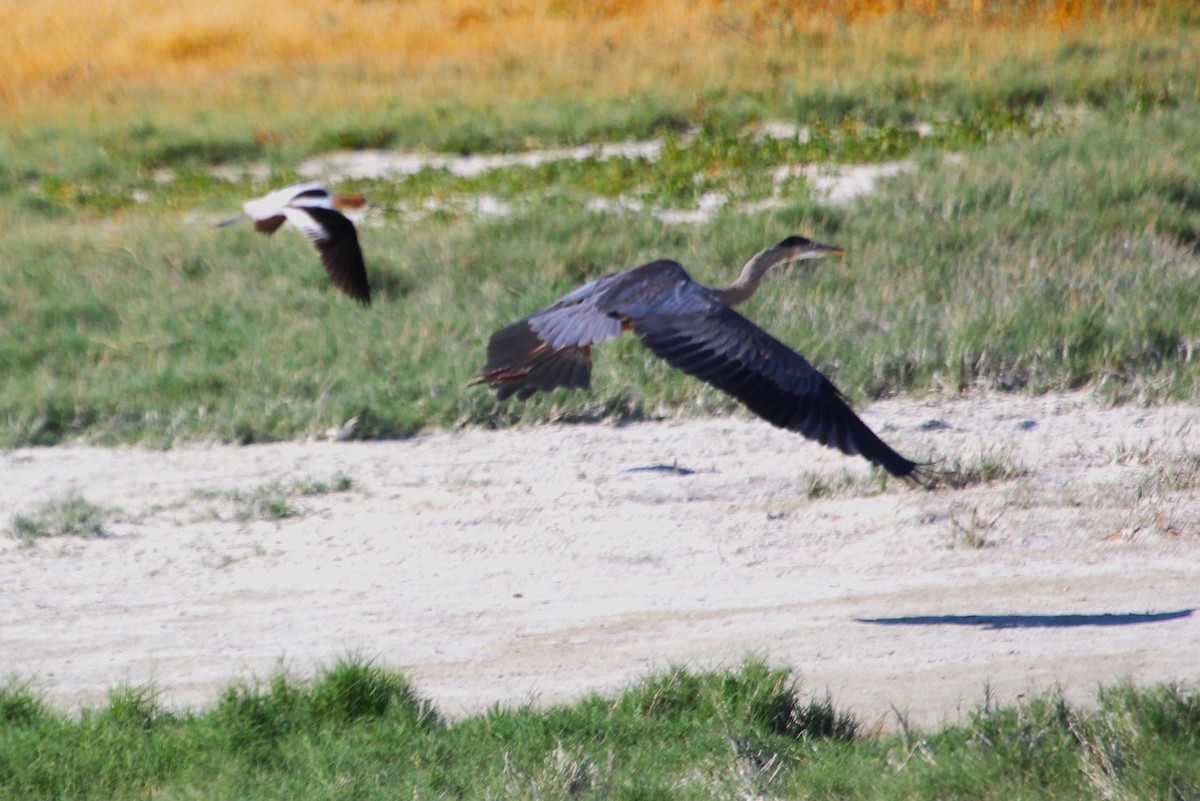 Great Blue Heron - ML620590483