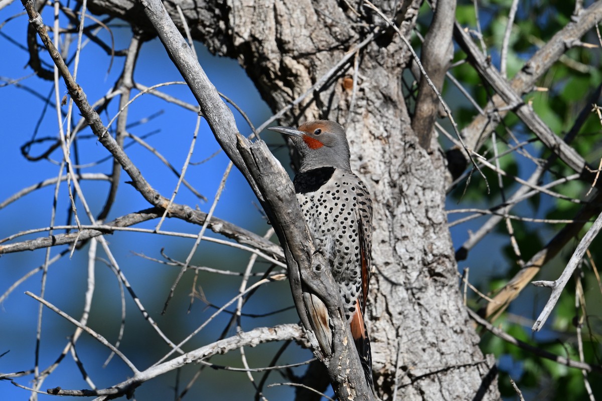 Northern Flicker (Red-shafted) - ML620590484