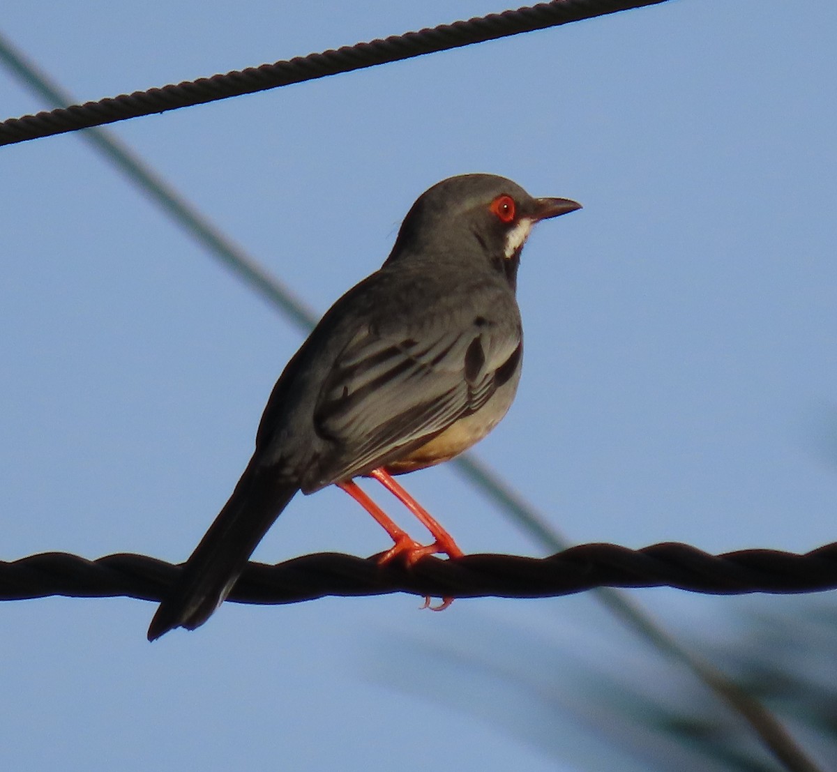 Red-legged Thrush (Cuban) - Sandy Winkler