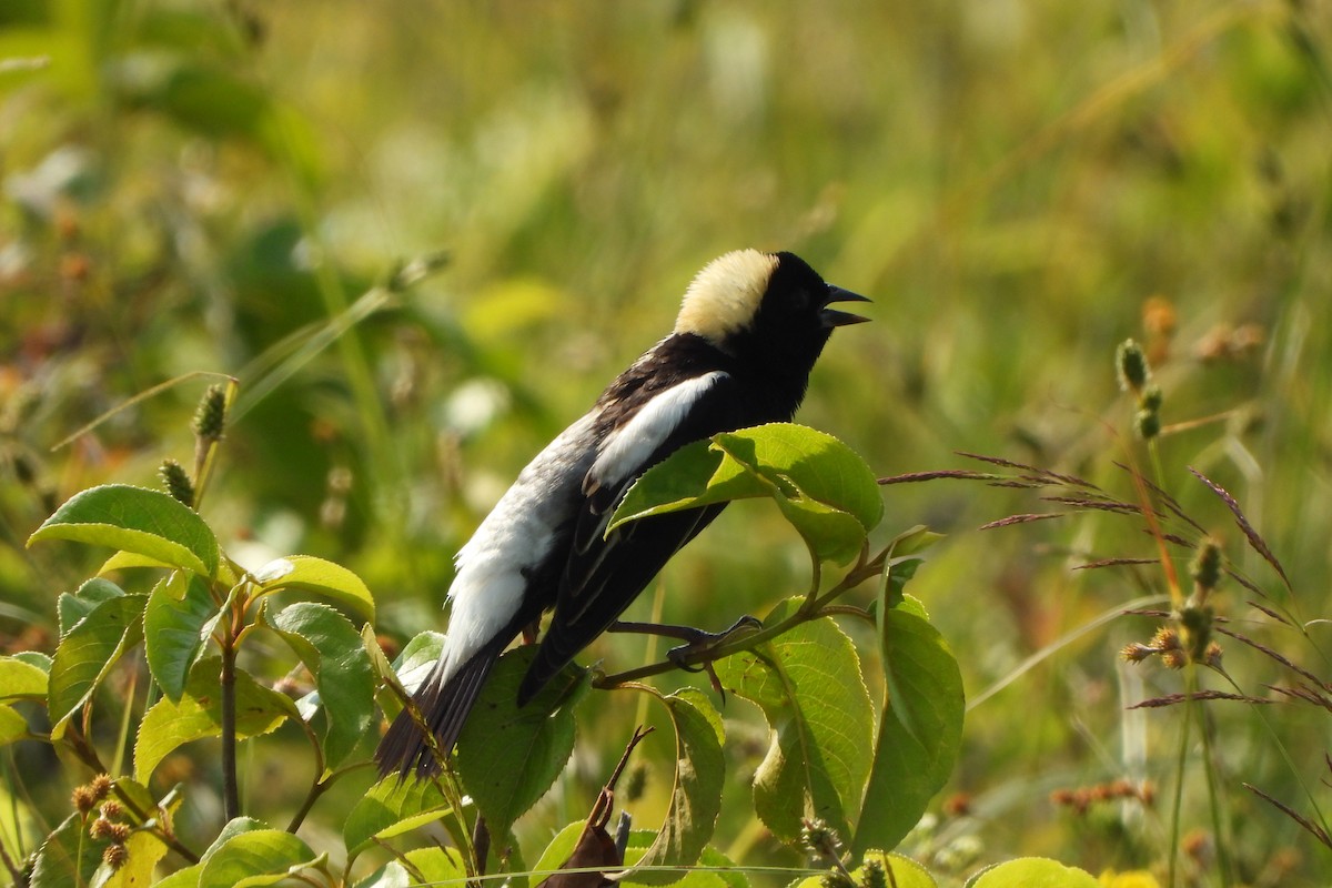 Bobolink - Yana Levchinsky