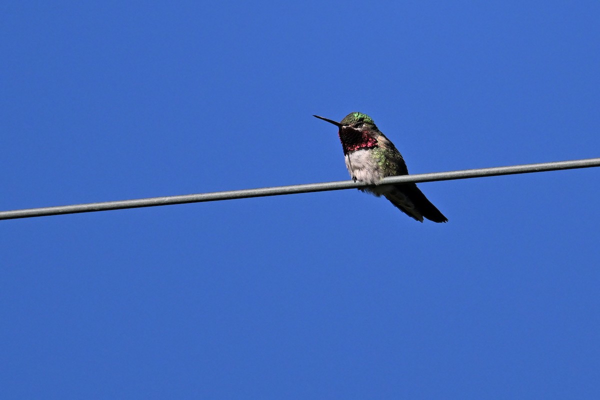 Broad-tailed Hummingbird - ML620590494