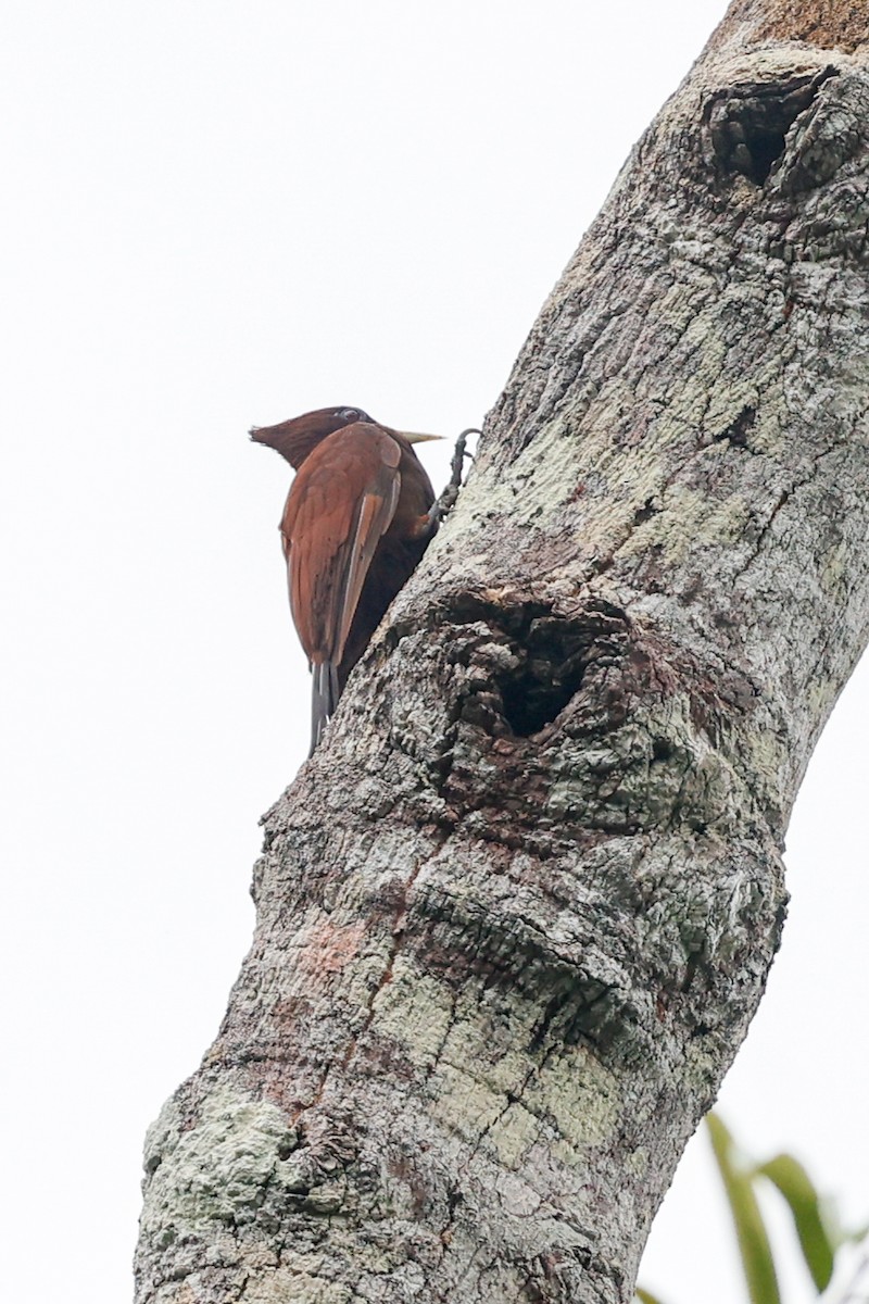 Chestnut Woodpecker - ML620590496