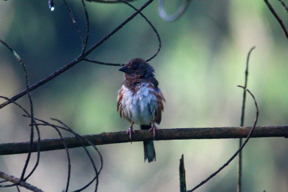 Eastern Towhee - ML620590498