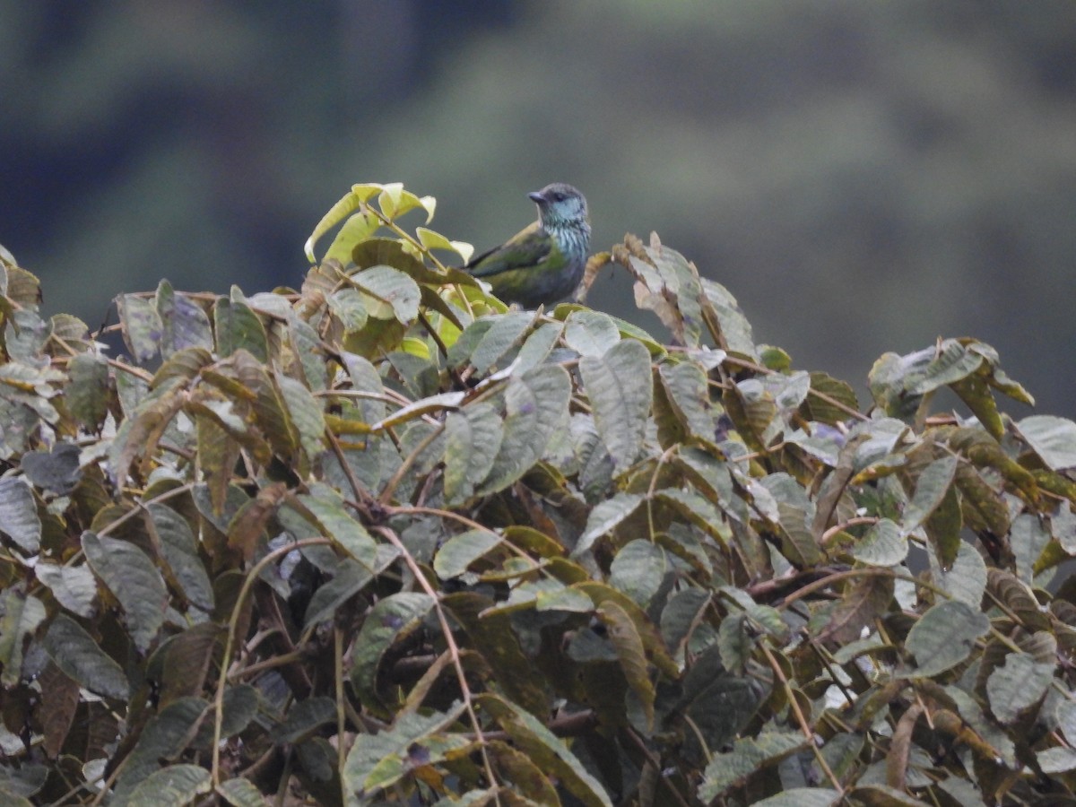 Black-capped Tanager - ML620590500