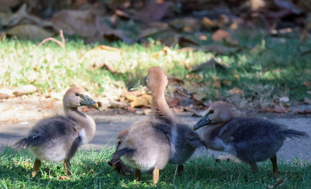 Magpie Goose - ML620590510