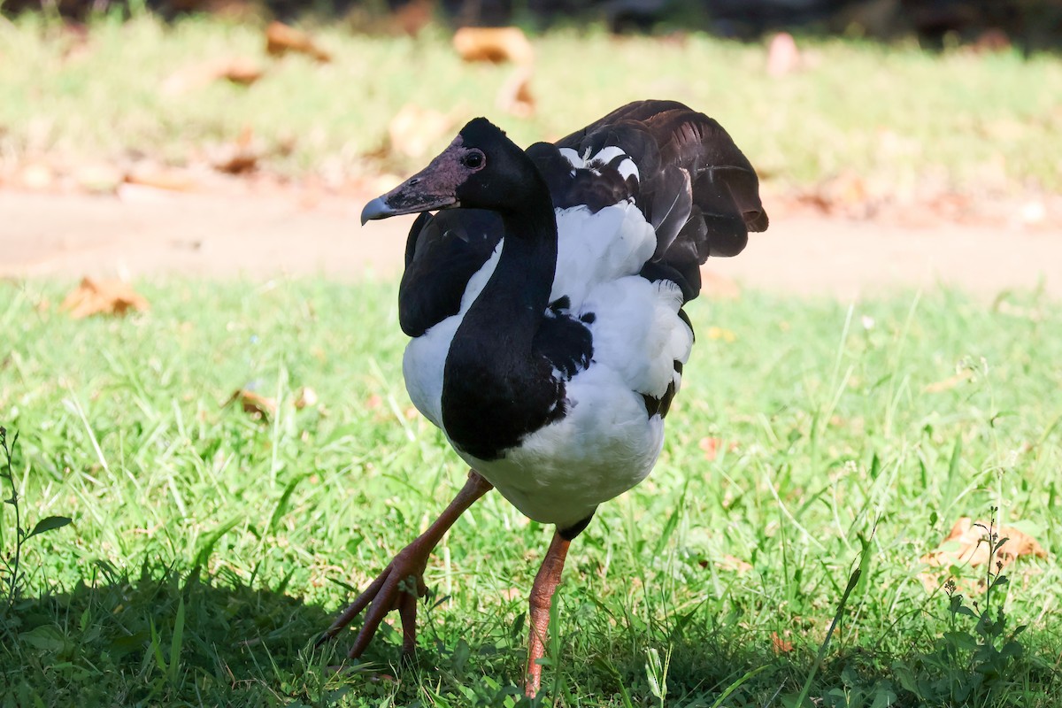 Magpie Goose - ML620590515