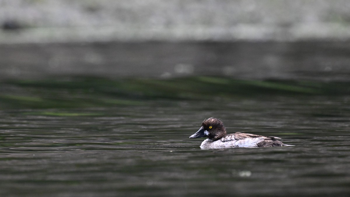 Common Goldeneye - ML620590547