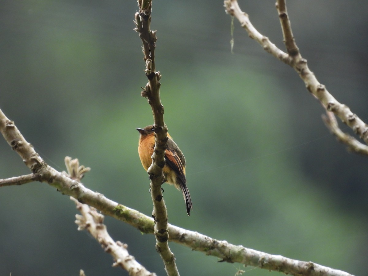 Cinnamon Flycatcher - ML620590553