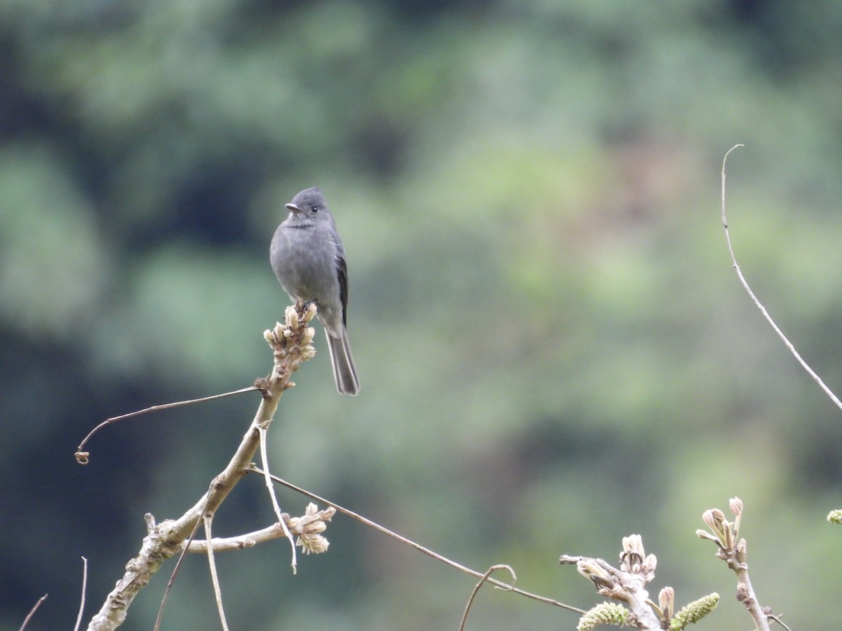 Smoke-colored Pewee - ML620590558