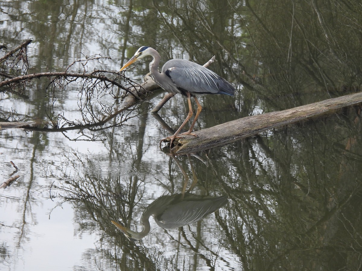 Great Blue Heron - ML620590561