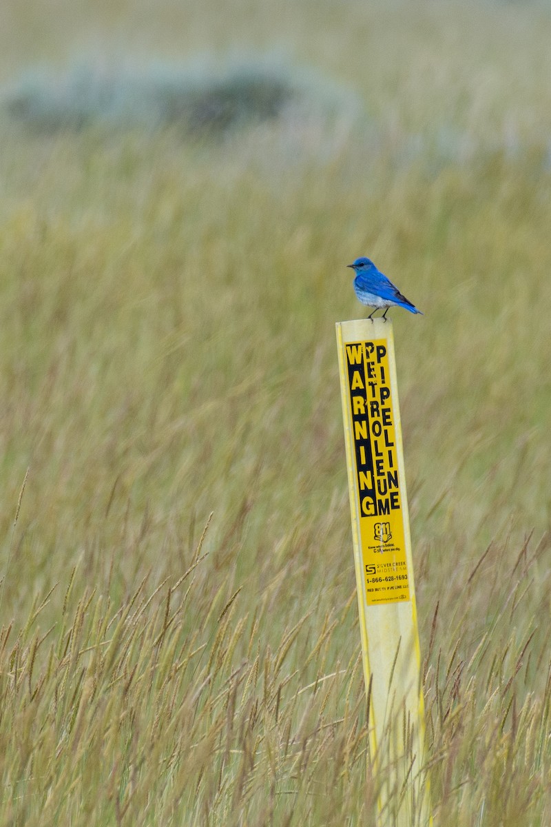 Mountain Bluebird - Tal Pipkin