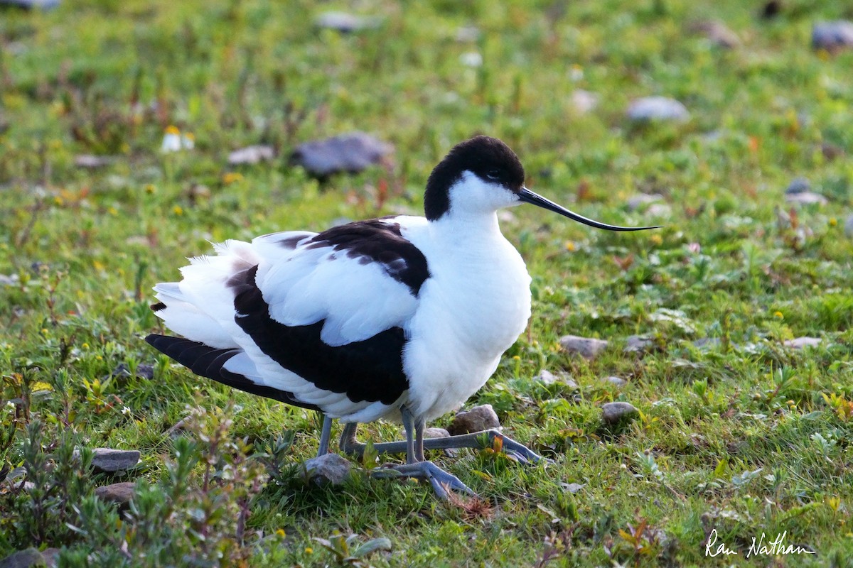 Pied Avocet - ML620590566