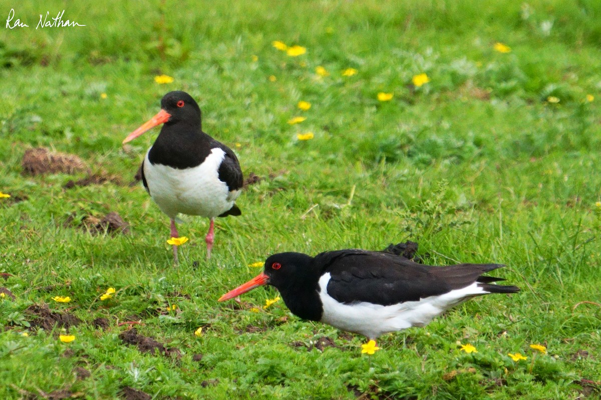 Eurasian Oystercatcher - ML620590575