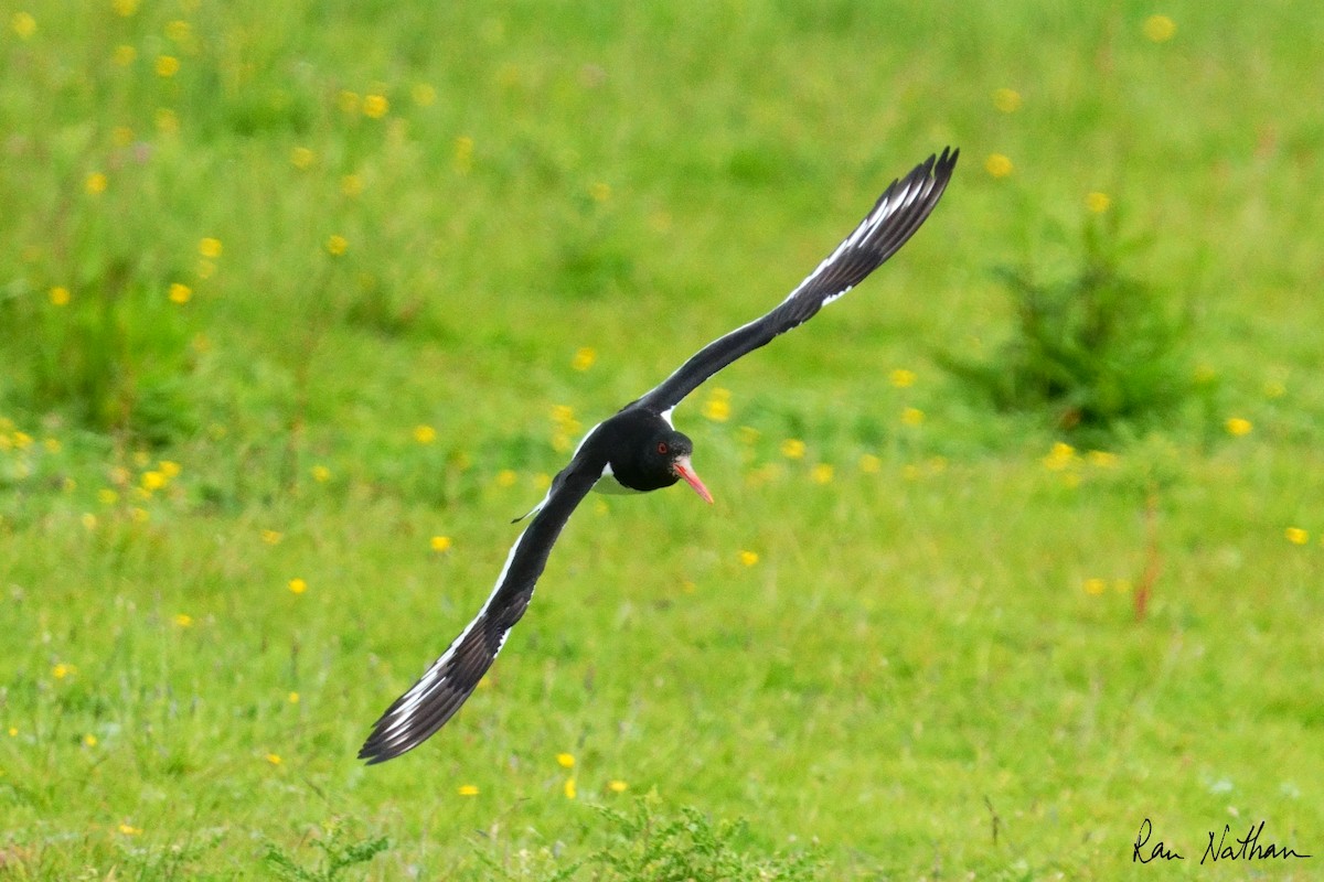 Eurasian Oystercatcher - ML620590577