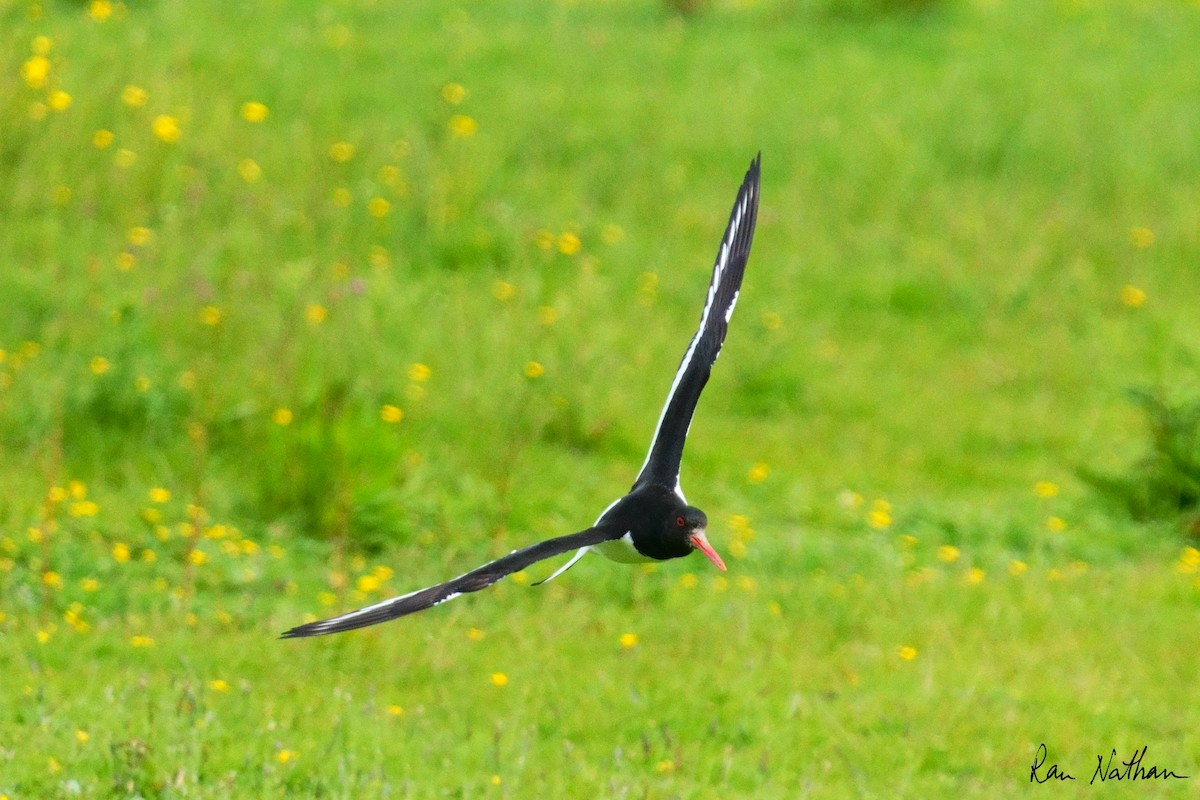 Eurasian Oystercatcher - ML620590579