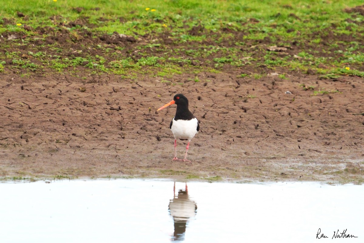 Eurasian Oystercatcher - ML620590603