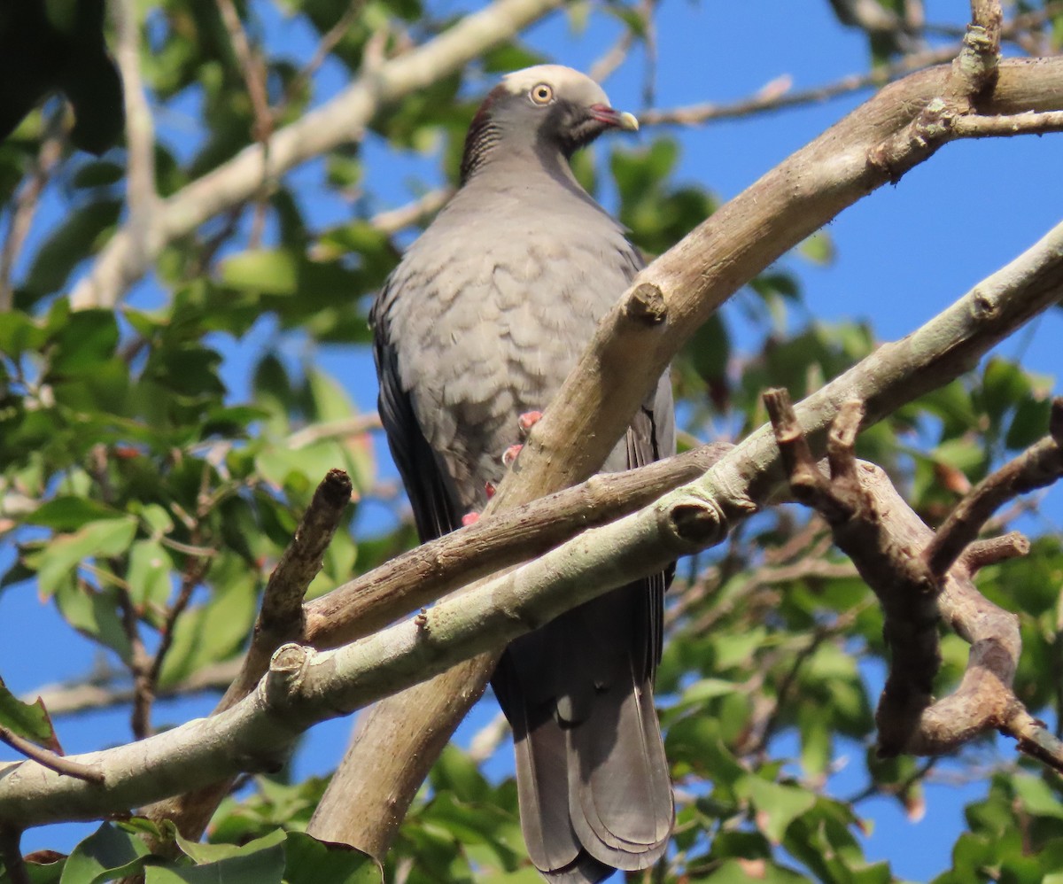 Scaly-naped Pigeon - ML620590606