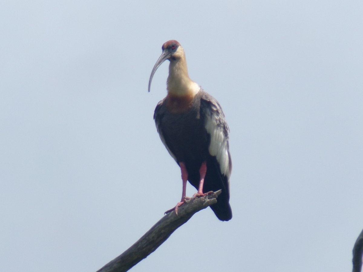 Buff-necked Ibis - ML620590612