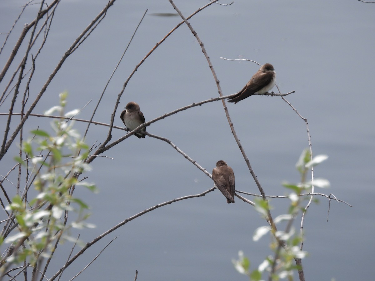 Northern Rough-winged Swallow - ML620590614