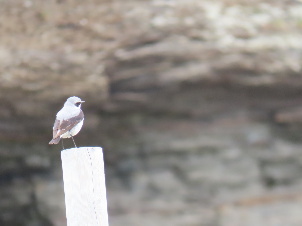 Northern Wheatear - ML620590617