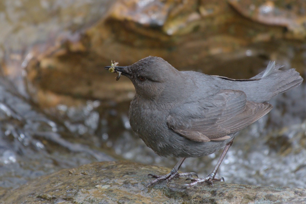 American Dipper - ML620590618