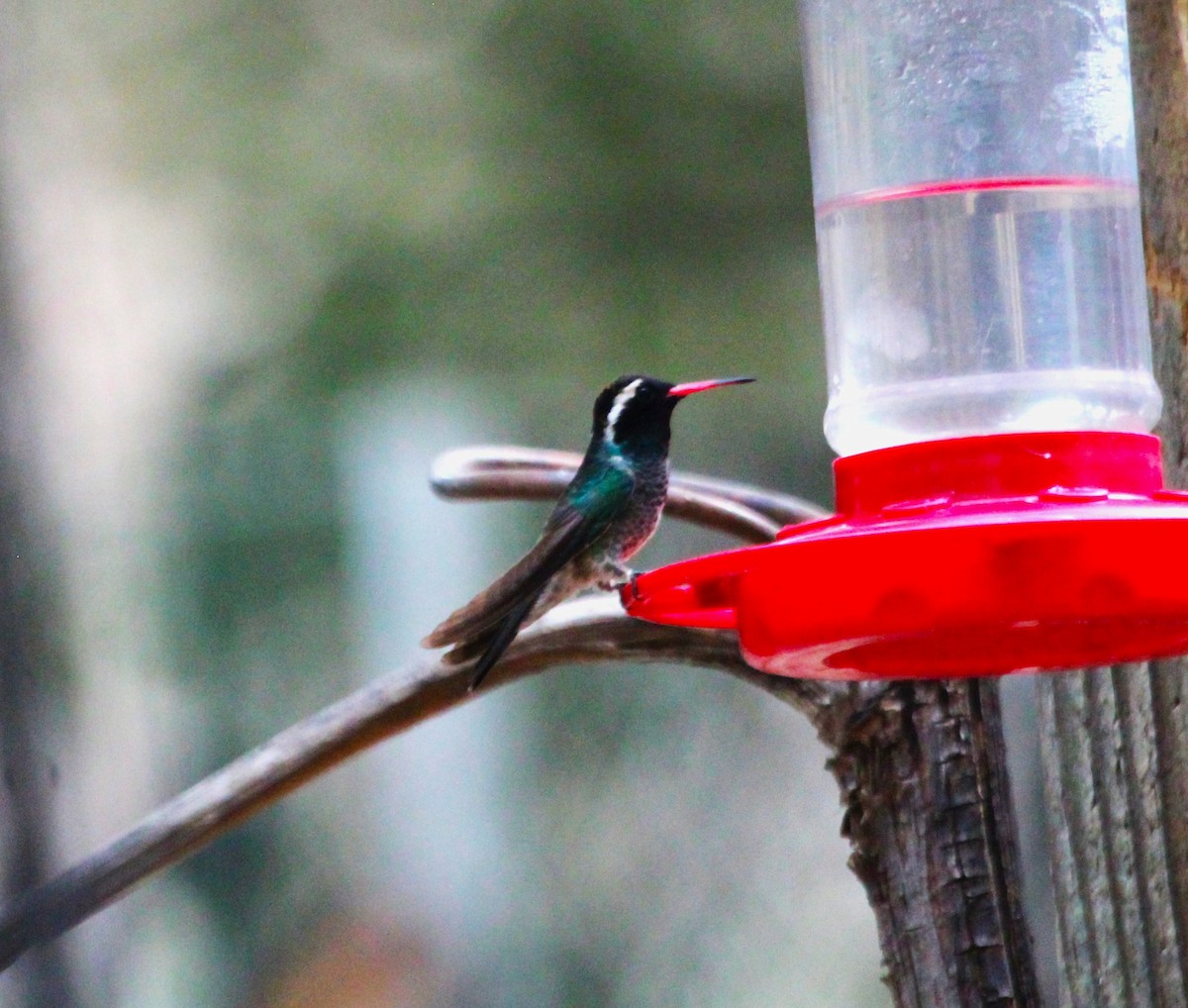 White-eared Hummingbird - ML620590619