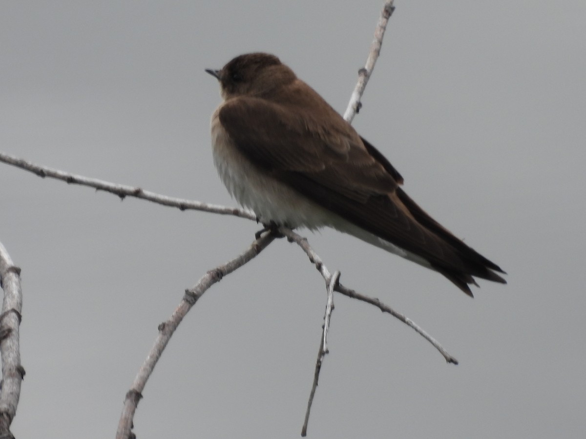 Northern Rough-winged Swallow - ML620590621